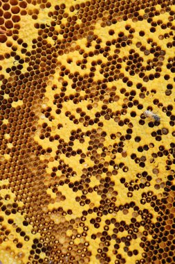 doğa ile bal altın petek