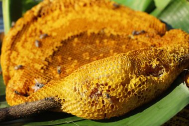 doğa ile bal altın petek