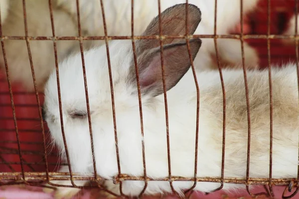 Lapin Blanc Est Belle Dans Cage — Photo