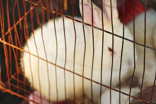 Кролик Белый Прекрасен Клетке — стоковое фото