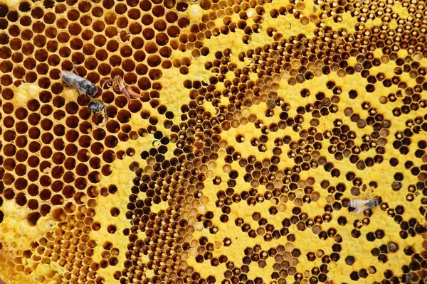 doğa ile bal altın petek