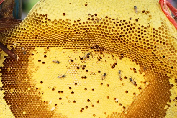 自然と蜂蜜で黄金のハニカム — ストック写真