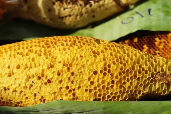 Favo Oro Nel Miele Con Natura — Foto Stock