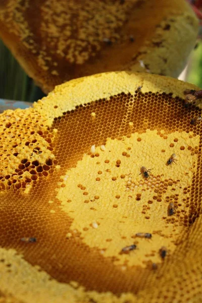 Goldene Wabe Honig Mit Der Natur — Stockfoto
