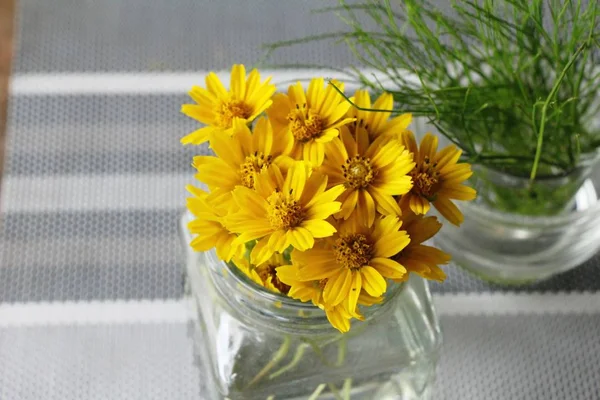 Dailsy Květina Krásná Váza — Stock fotografie