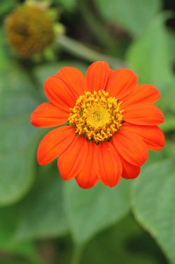 Dailsy çiçek doğada güzeldir