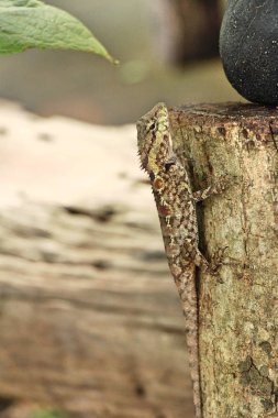 Bukalemun bir ağaç doğa ile üzerinde