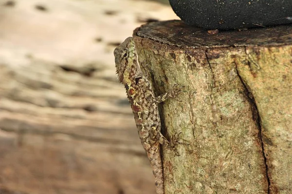 自然と木のカメレオン — ストック写真
