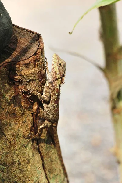 Bukalemun Bir Ağaç Doğa Ile Üzerinde — Stok fotoğraf