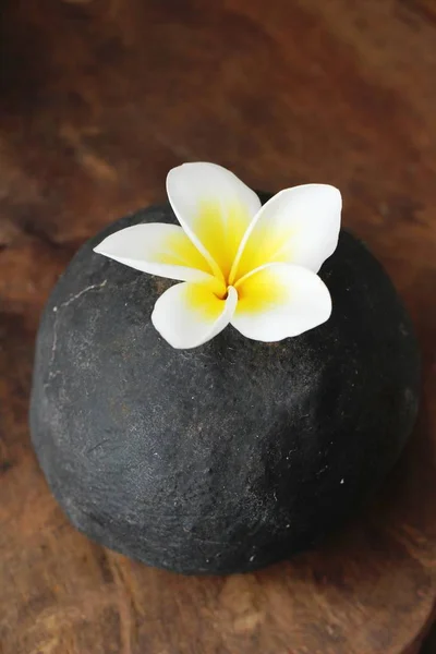 Plumeria flower with beautiful on the rock