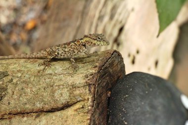 Bukalemun bir ağaç doğa ile üzerinde