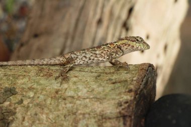 Bukalemun bir ağaç doğa ile üzerinde