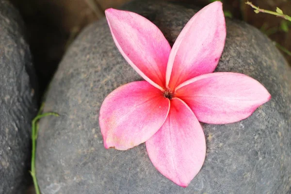 Plumeria Blume Mit Schönen Auf Dem Felsen — Stockfoto