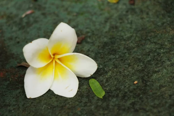 Plumeria Květ Krásnou Skále — Stock fotografie