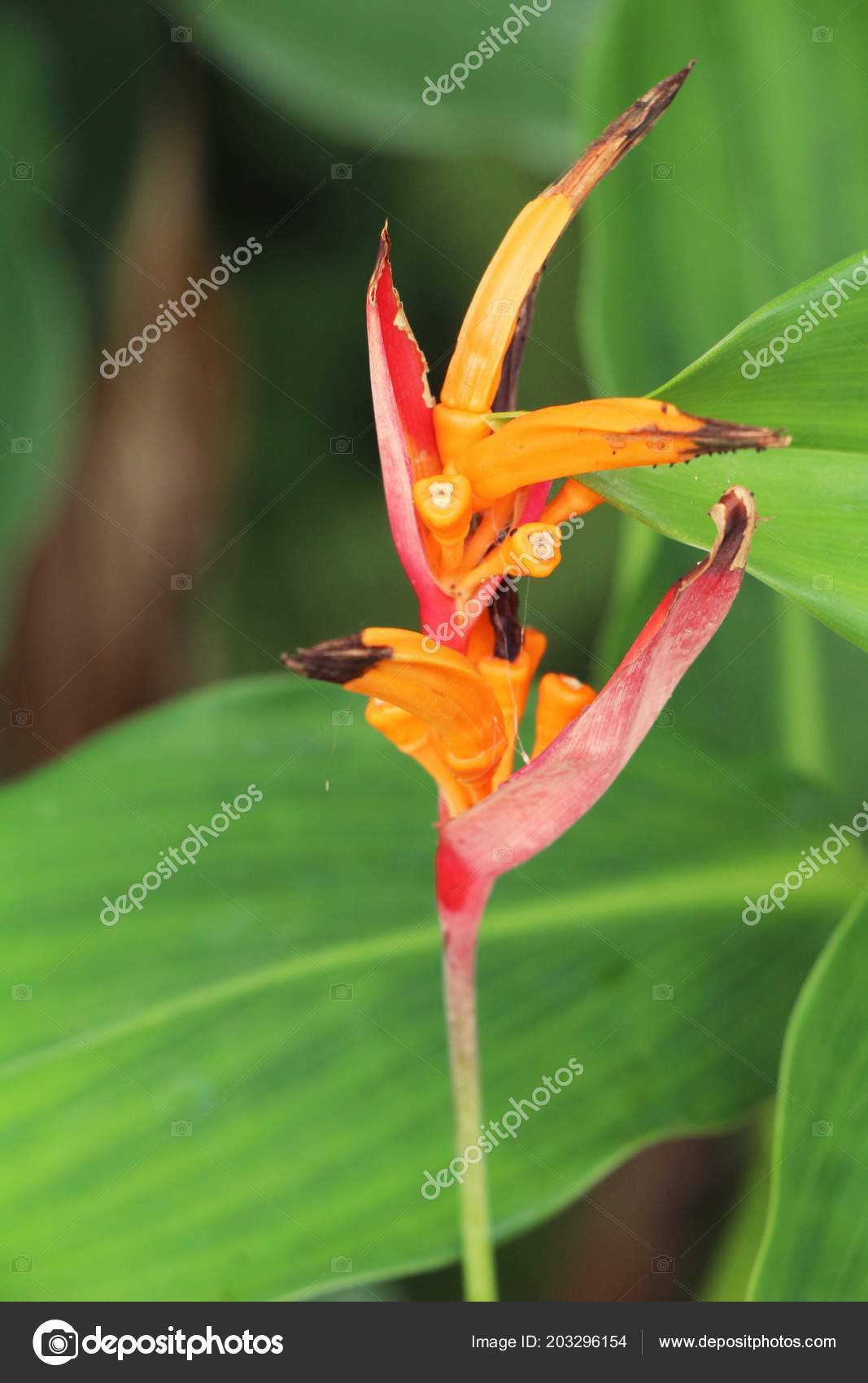Fleur Oiseau Paradis Dans Nature Photographie Seagamess