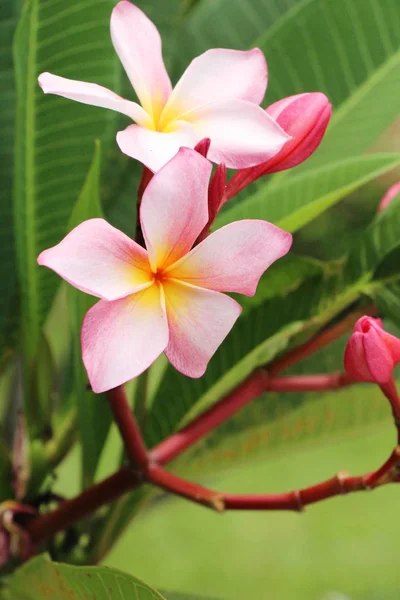 Plumeria Flor Com Bonito Natureza — Fotografia de Stock