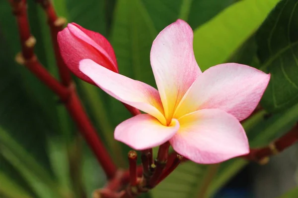 Plumeria Fleur Avec Belle Dans Nature — Photo