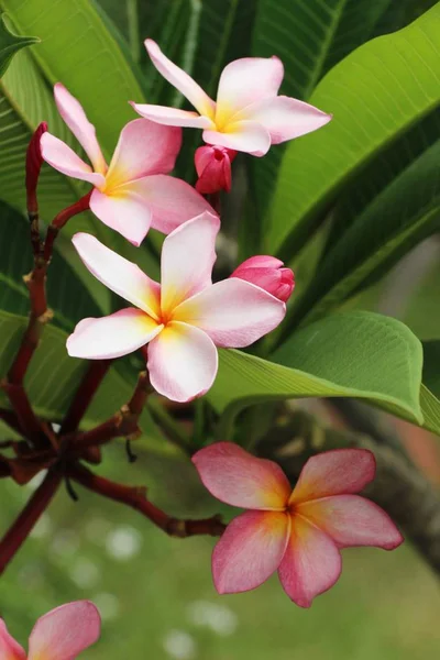 Plumeria Flor Con Hermosa Naturaleza — Foto de Stock