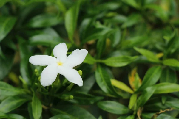 Biały Kwiat Jest Piękna Ogrodzie — Zdjęcie stockowe