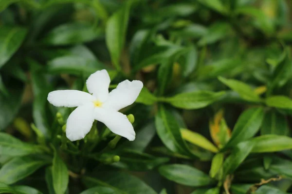 白色的花朵在花园里是美丽的 — 图库照片