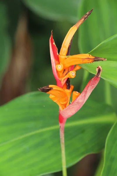 Bird Paradise Flower Nature — Stock Photo, Image