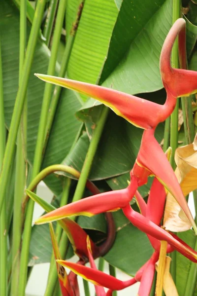 Bird Paradise Flower Nature — Stock Photo, Image