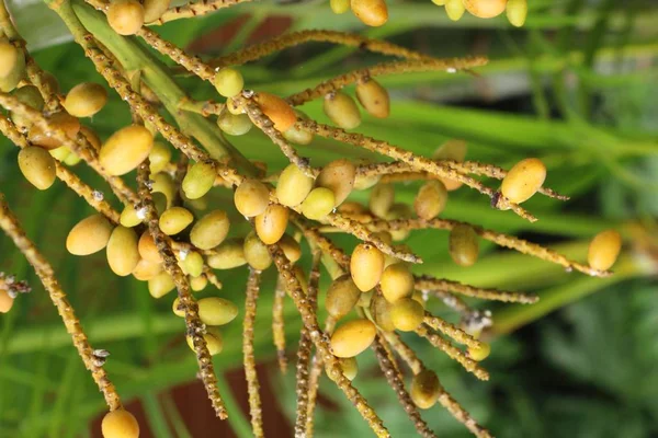 Ağaç doğa ile Palm'da tembul