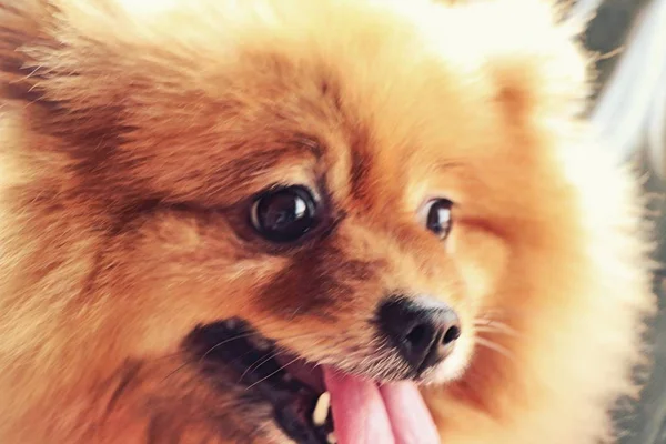 Söt Brun Pomeranian Hund — Stockfoto