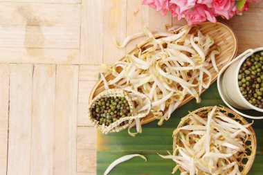 Yeşil fasulye tohumu ile taze fasulye filizi