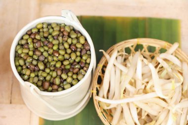 Yeşil fasulye tohumu ile taze fasulye filizi