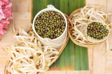 Yeşil fasulye tohumu ile taze fasulye filizi