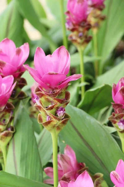 Beautiful Pink Siam Tulips Nature — Stock Photo, Image