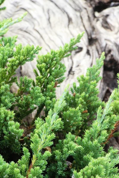 Feuille Verte Dans Jardin Avec Nature — Photo