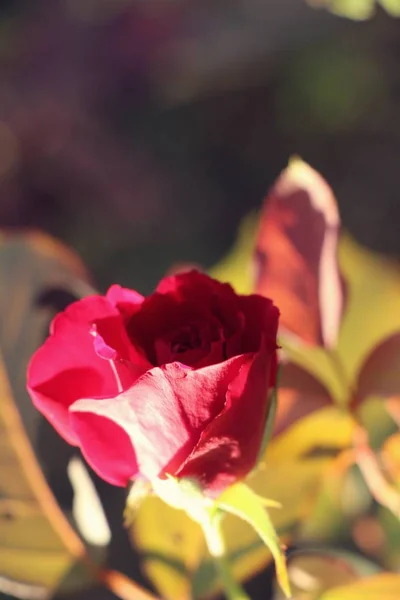 Belle Rose Sta Fiorendo Nel Giardino — Foto Stock