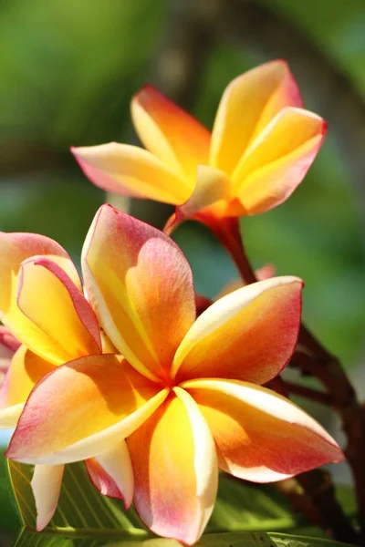 Plumeria Fleur Avec Belle Dans Nature — Photo