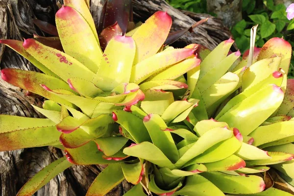 Bromelia Kwiat Ogrodzie Naturą — Zdjęcie stockowe