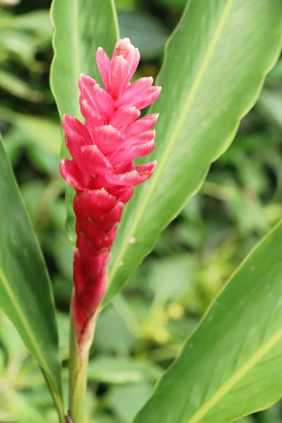 Gengibre Vermelho Zingiberaceae Com Natureza — Fotografia de Stock