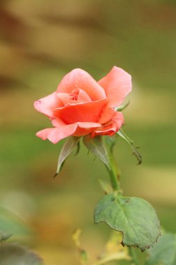 Güzel güller bahçede çiçek açan