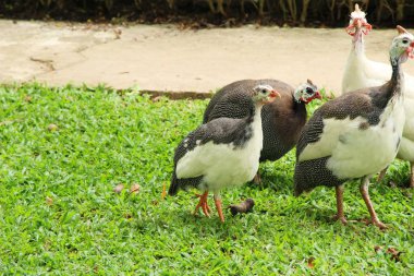 Beçtavuğu doğa ile
