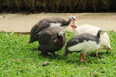 Beçtavuğu doğa ile