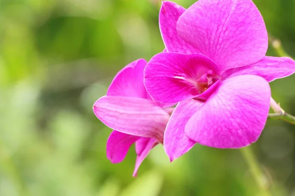 Fiore Orchidea Bello Nella Natura — Foto Stock