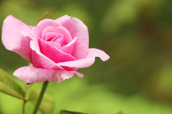 美しいバラの花が庭に咲いてください — ストック写真