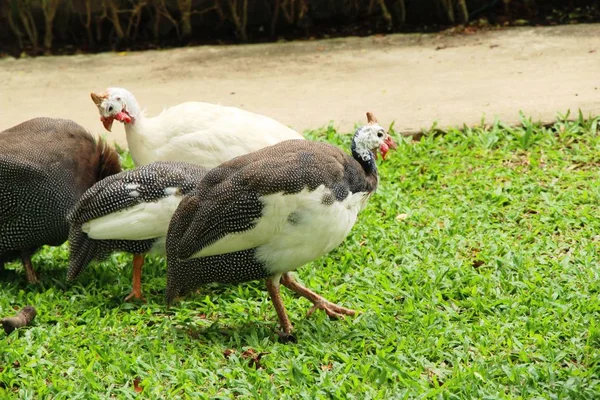 Guineafowl Com Natureza — Fotografia de Stock