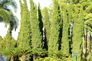 Bahar bakış Bahçe İngiltere'de güzeldir