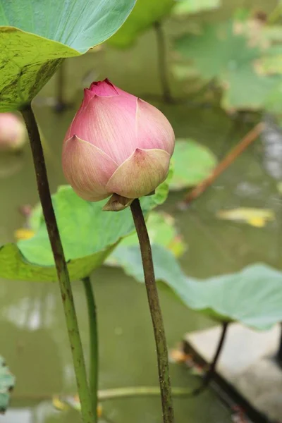 Hermoso Loto Estanque Con Naturaleza — Foto de Stock