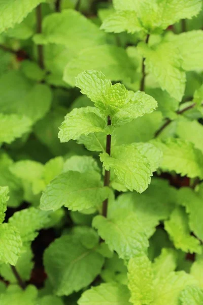 Pepper Mint Leaves Garden Nature — Stock Photo, Image