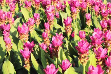 Doğa ile güzel pembe siam laleler