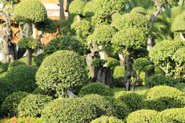 Bahar bakış Bahçe İngiltere'de güzeldir