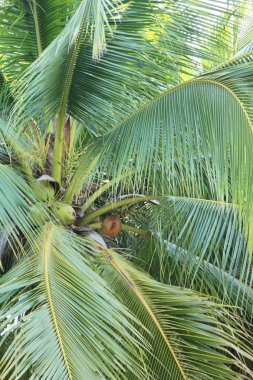 Hindistan cevizi ağacı üzerinde bir grup olduğunu