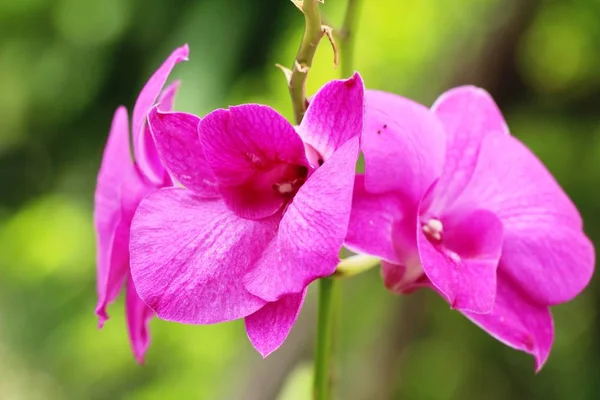 Orchid Blomst Smuk Naturen - Stock-foto